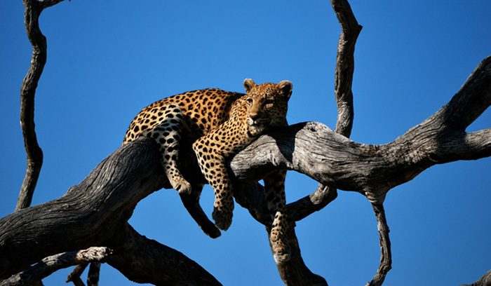 A Cape leopard moving through natural scrubland for an article about Cape leopard return to West Coast National Park