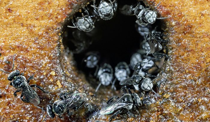 A stingless Melipona bee resting on a tropical flower for an article about stingless bee rights in Peru