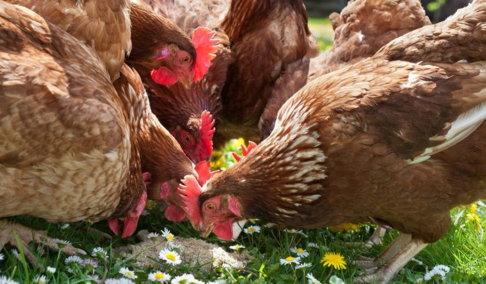 A laying hen outdoors on a farm for an article about England animal welfare reform — 13 words.