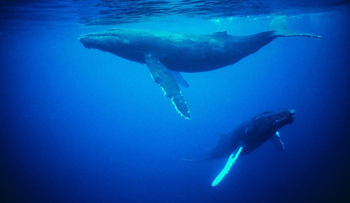 A North Atlantic right whale surfacing in open ocean for an article about right whale protection — 13 words.

**Suggested image:** Search Unsplash for "right whale ocean" or "whale ocean surface." A strong candidate:
- **Unsplash:** https://unsplash.com/photos/a-humpback-whale-jumping-out-of-the-water — verify licensing (Unsplash License, free to use).
- Alternatively, NOAA's public domain image library (fisheries.noaa.gov) has free-to-use right whale photographs: https://www.fisheries.noaa.gov/species/north-atlantic-right-whale — these are U.S. government works in the public domain.

Recommended credit: NOAA Fisheries / public domain, or Unsplash photographer name if sourced there.