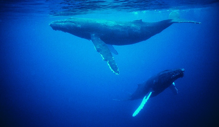 Sperm whales