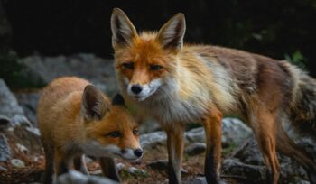 Foxes
