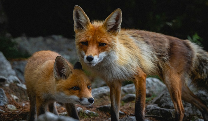 Foxes