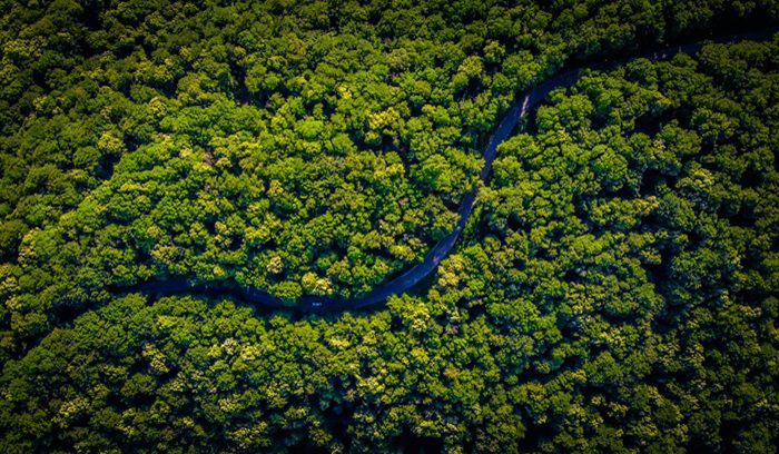 Dense Amazon rainforest canopy seen from above for an article about Bolivia's first Indigenous protected area