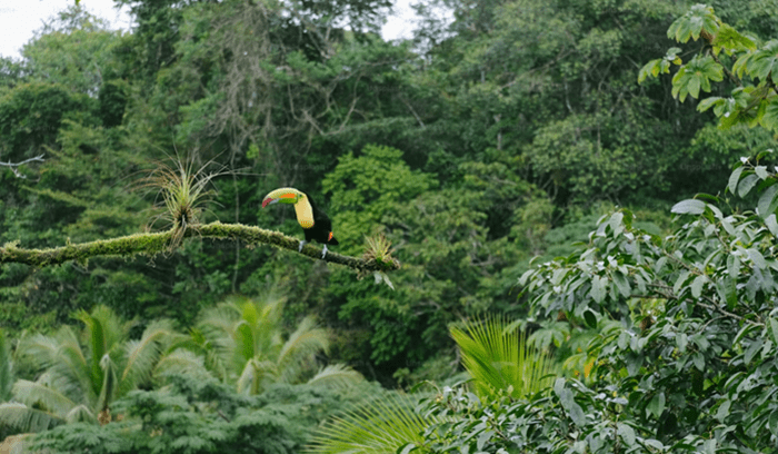Aerial view of dense green tropical forest canopy for an article about Ghana forest reserves mining repeal