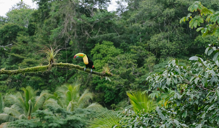 Bird in Ghanaian forest