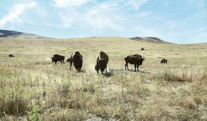 A bison herd roaming open Montana grassland for an article about American Prairie Reserve wildlife corridors — 13 words.