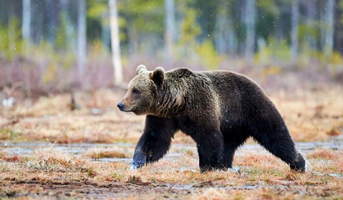 An Asiatic black bear standing in a forest clearing, for an article about South Korea's bear bile farming ban