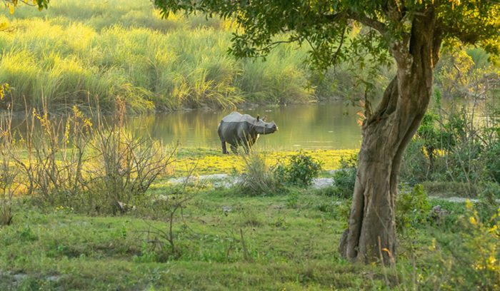 A greater one-horned rhinoceros grazing in tall grassland for an article about India rhino poaching prevention at Kaziranga.