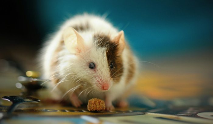 Close-up of a researcher examining brain scan imagery for an article about Alzheimer's reversal in mice