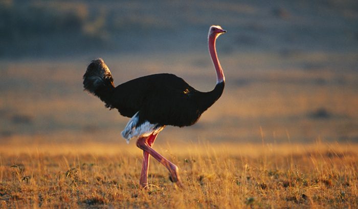A North African ostrich walking across open desert scrubland for an article about ostrich rewilding in Saudi Arabia