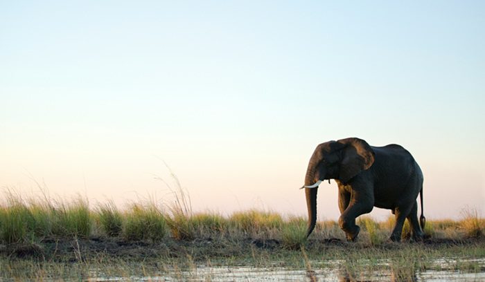 A wild Sumatran elephant walking through forest undergrowth for an article about Indonesia elephant riding ban — 14 words
