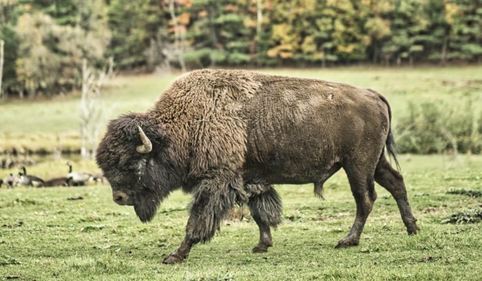 A wild American bison grazing on tallgrass prairie for an article about bison reintroduction Illinois