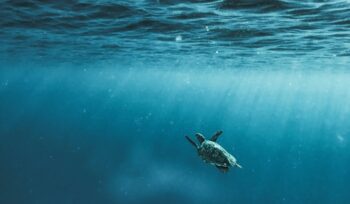Aerial view of deep blue open ocean waves for an article about the UN high seas treaty