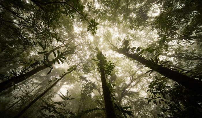 Aerial view of dense Amazon rainforest canopy and winding river for an article about Amazon rainforest protection in Bolivia — 13 words