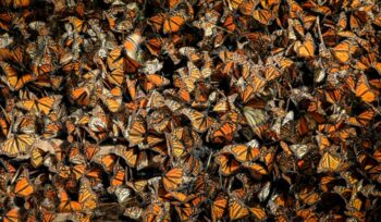 Monarch butterflies