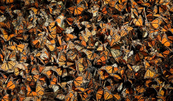 Thousands of monarch butterflies clustered on oyamel fir branches for an article about monarch butterfly population recovery in Mexico