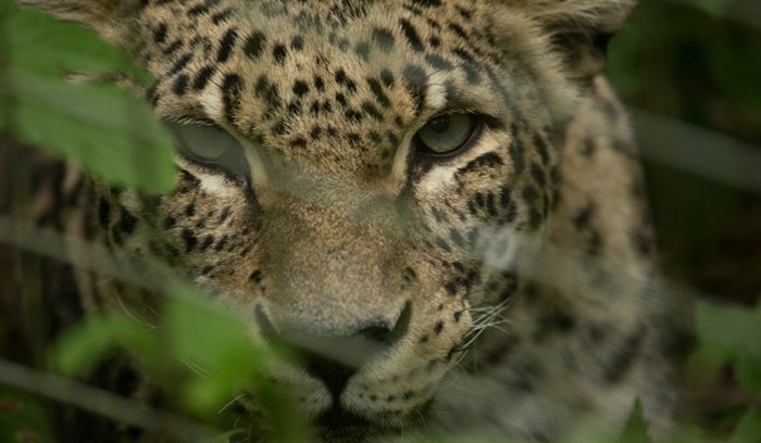 A Persian leopard resting on rocky mountain terrain, for an article about Persian leopard comeback in Turkmenistan