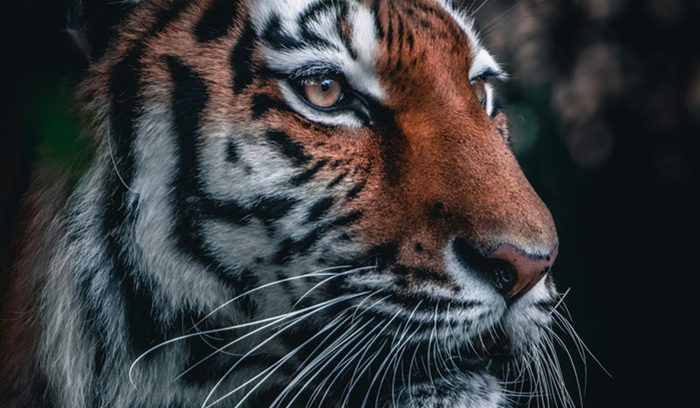 An Amur tiger walking through a snowy forest for an article about tiger reintroduction Kazakhstan