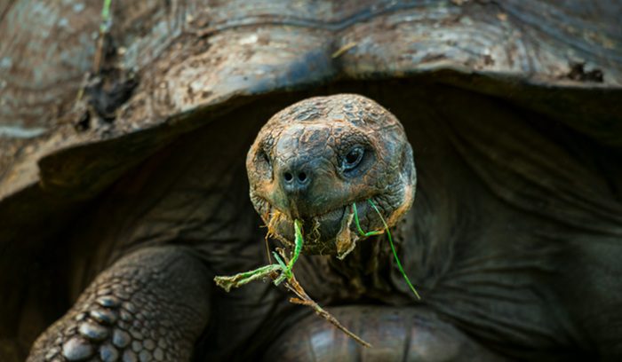 A Galápagos giant tortoise walking through restored island vegetation for an article about Galápagos giant tortoise restoration