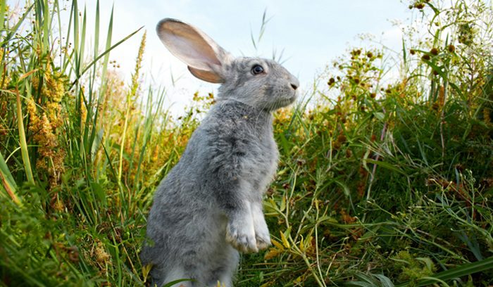 A laboratory beaker and clean home surfaces representing EU ban on animal testing for household products