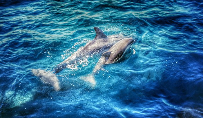 A gray dolphin surfacing in calm estuarine waters for an article about Atlantic coast protection