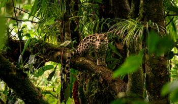 Ocelot resting on a rainforest branch for an article about indigenous land rights COP30