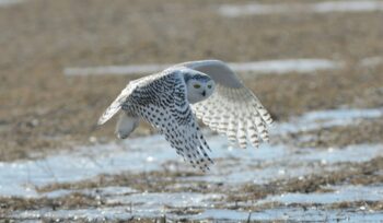 Snowy owl flying