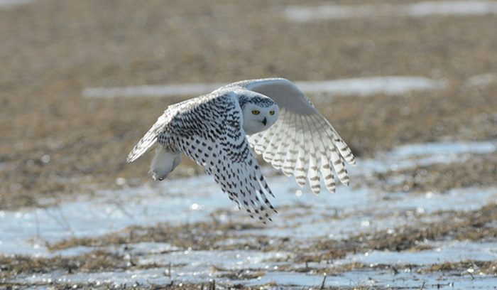 A snowy owl in flight over a winter landscape for an article about migratory species protection