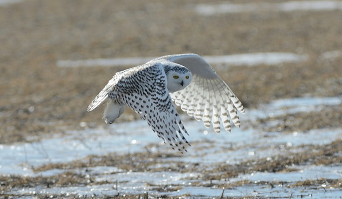 Snowy owl flying