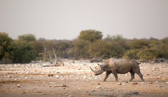 A white rhino walks through open savanna grassland for an article about Uganda rhino reintroduction
