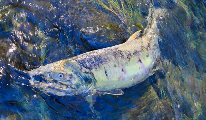 Salmon in river, for article on coho salmon recovery