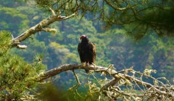California condor