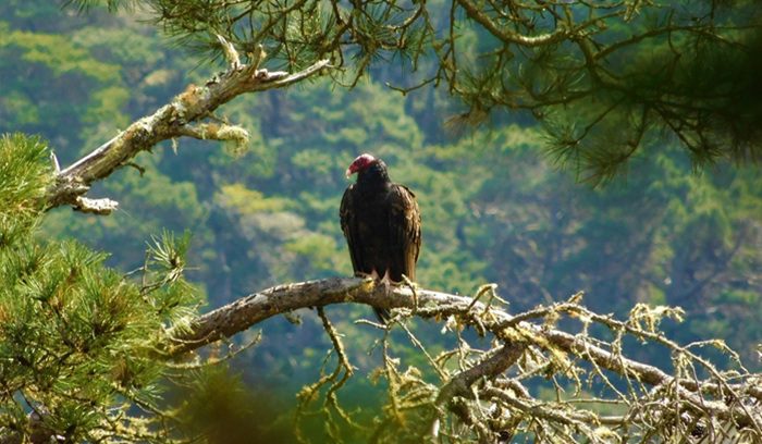 A California condor in flight with wings fully spread, for an article about California condor recovery on Yurok tribal land