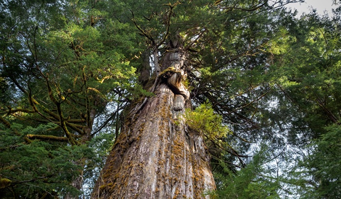 Old-growth tree, for article on Tongass rainforest logging ruling