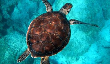 Sea turtle, for article on ocean protection milestone