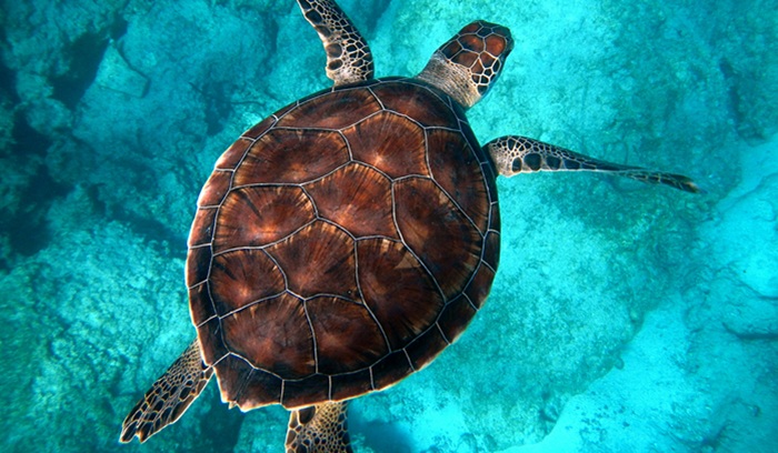 Sea turtle, for article on ocean protection milestone