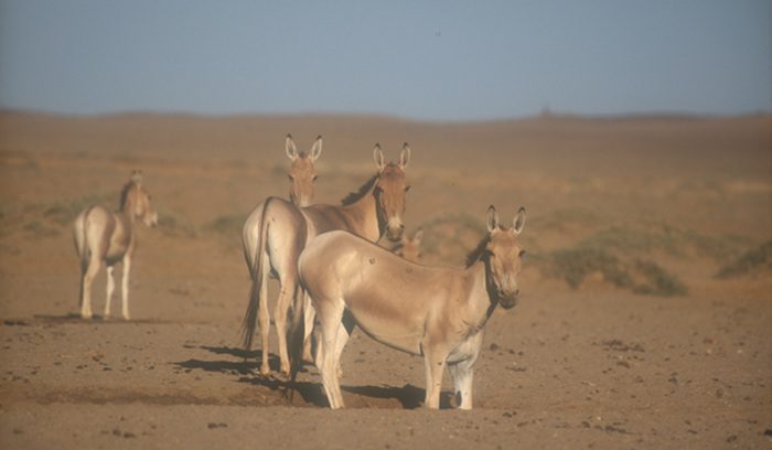 Mongolian wild asses, for article on khulan wild ass