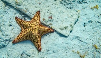 Seastar underwater, for article on South Arran marine protected area