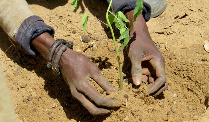 Planting a plant in the dirt, for article on seed saving rights