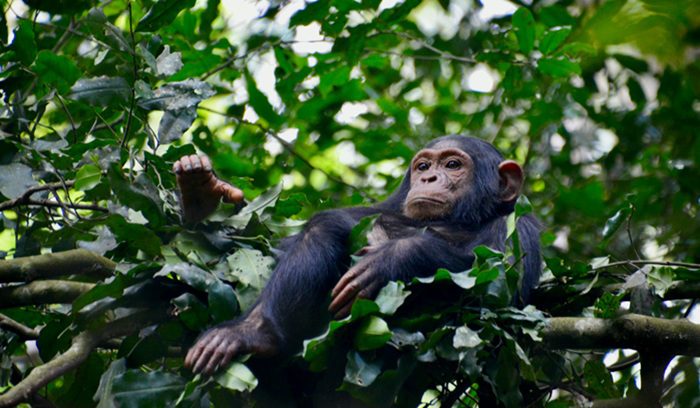 Chimp in a tree, for article on carbon financing biodiversity