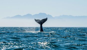 Whale fin, for article on Antarctic whale recovery