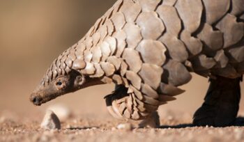 Pangolin, for article on pangolin trafficking