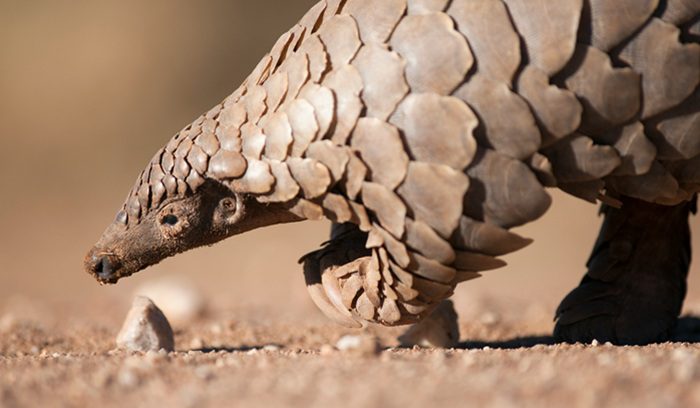 Pangolin, for article on Chinese pangolin population