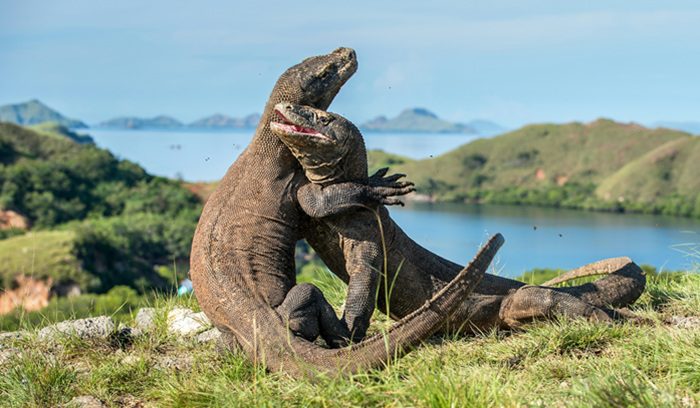 Komodo dragons hugging, for article on Komodo dragon trafficking