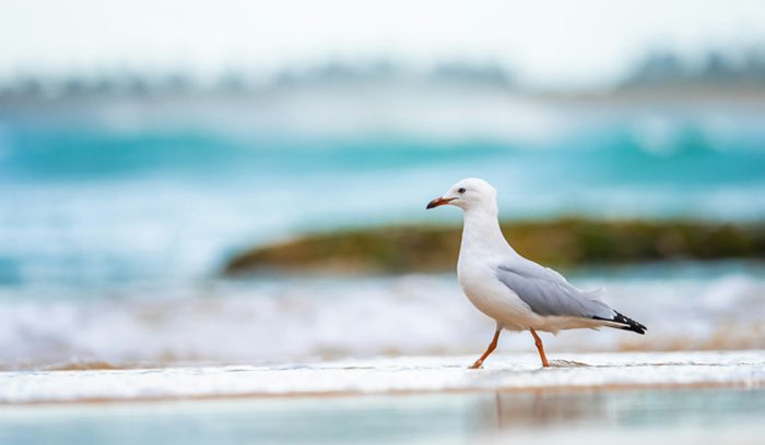 Seabird, for article on PFAS levels in Canadian seabird eggs