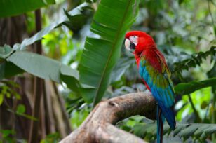 Parrot in Colombia, for article on Colombia marine protection