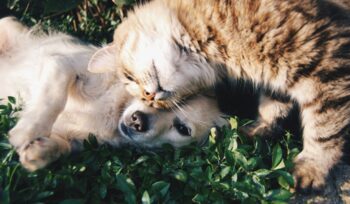 Cat and dog, for article on E.U. cat and dog welfare rules