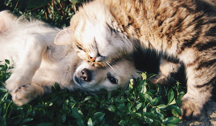 Cat and dog, for article on E.U. cat and dog welfare rules