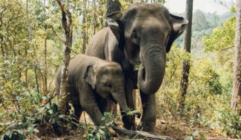 Elephant with baby